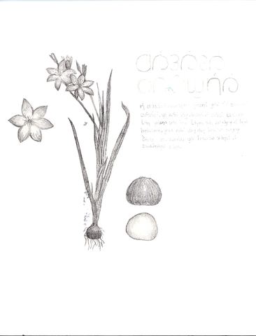 Pencil drawing of a flower and bulb with a title and paragraph in the cursive script