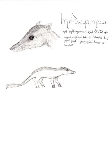 Pencil drawing of a coypu with a title and paragraph in the cursive script
